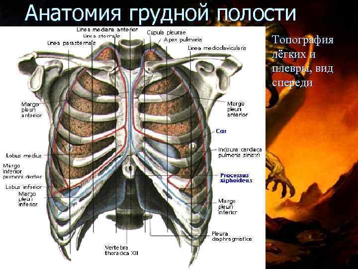 Треугольники груди анатомия