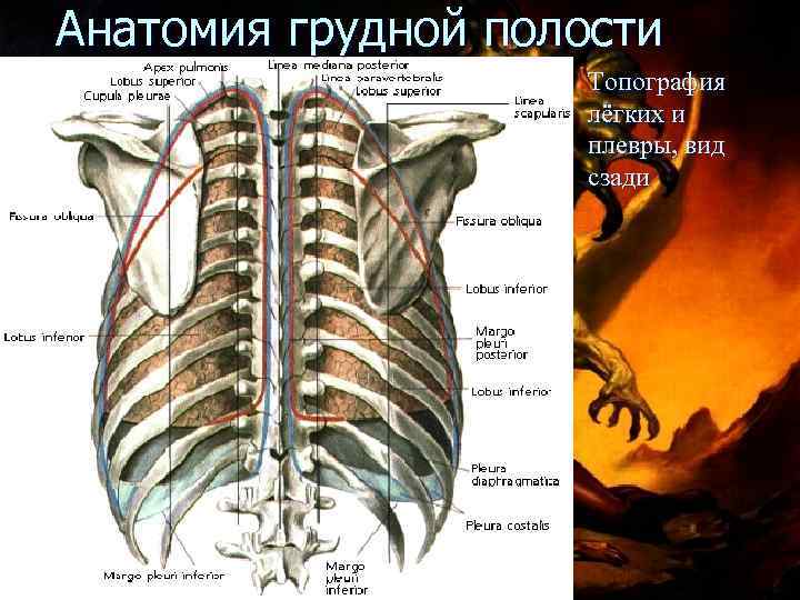 Анатомия грудной полости Топография лёгких и плевры, вид сзади 