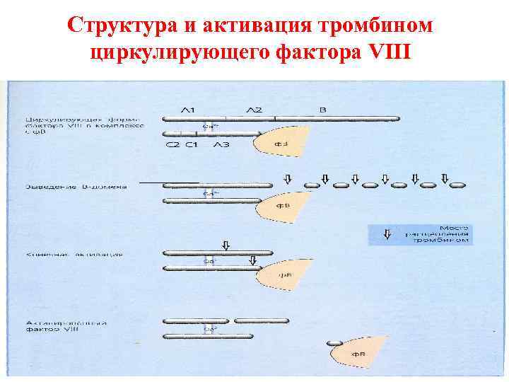 Структура и активация тромбином циркулирующего фактора VIII 