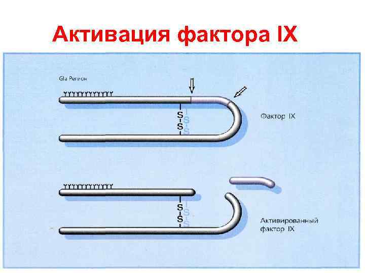 Активация фактора IX 