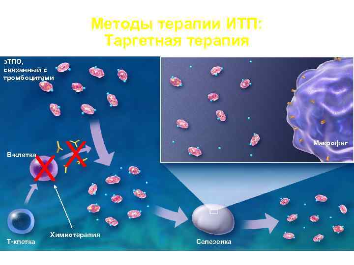  Методы терапии ИТП: Таргетная терапия э. ТПО, связанный с тромбоцитами X Макрофаг X