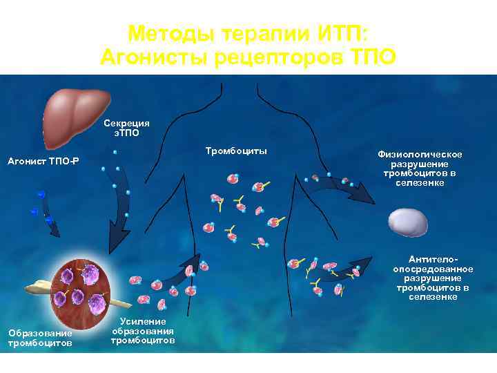  Методы терапии ИТП: Агонисты рецепторов ТПО Секреция э. ТПО Тромбоциты Физиологическое Агонист ТПО-Р