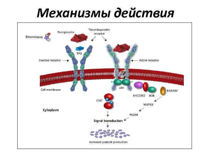 Механизмы действия 