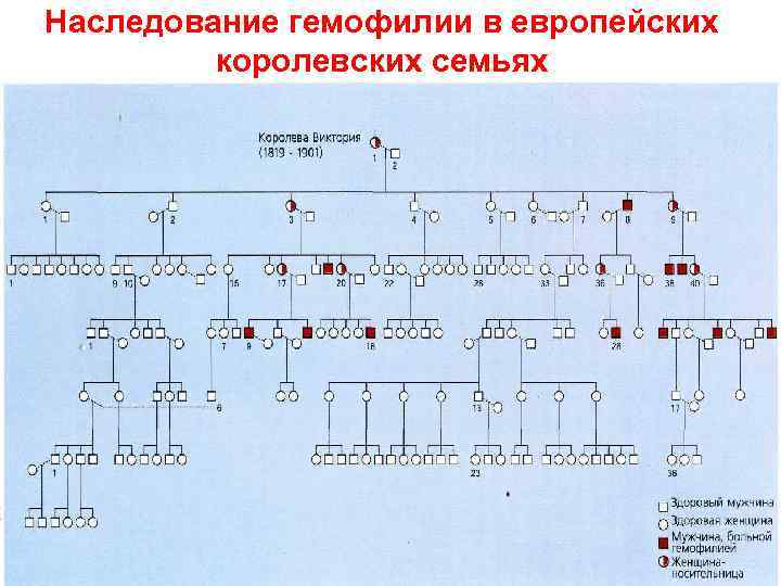 Наследование гемофилии в европейских королевских семьях 