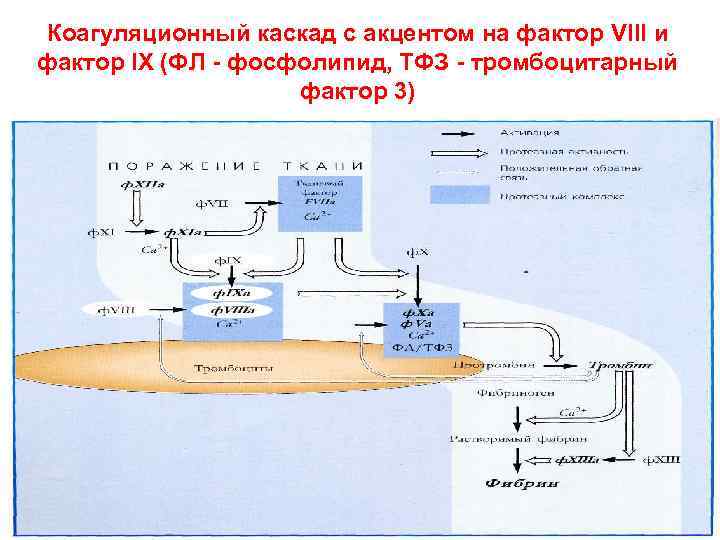 Коагуляционный каскад с акцентом на фактор VIII и фактор IX (ФЛ - фосфолипид, ТФЗ