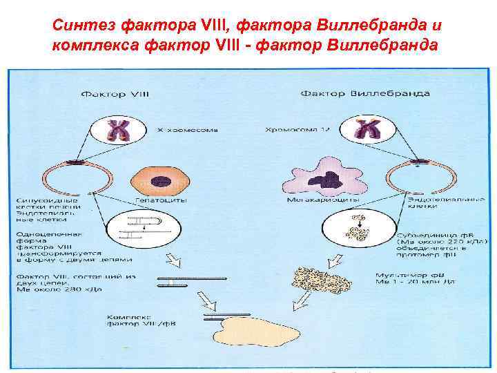 Синтез фактора VIII, фактора Виллебранда и комплекса фактор VIII - фактор Виллебранда 