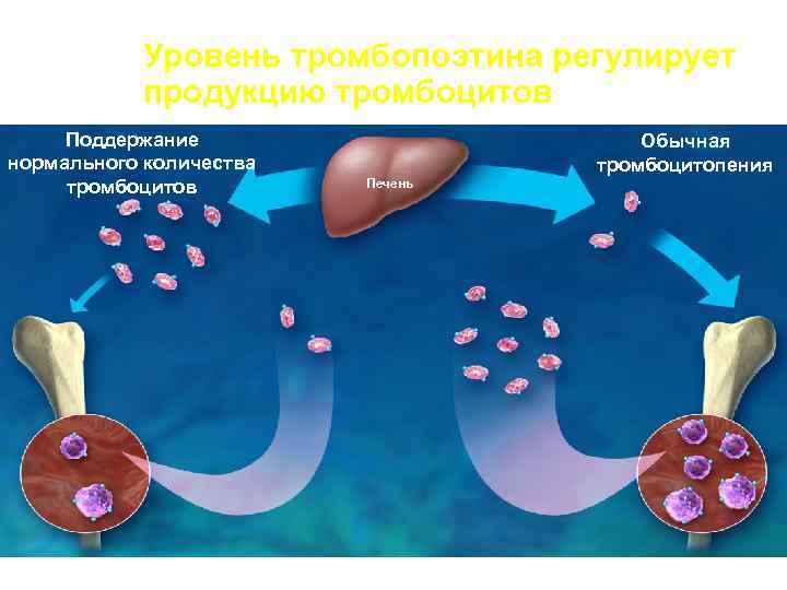  Уровень тромбопоэтина регулирует продукцию тромбоцитов Поддержание Обычная нормального количества тромбоцитопения тромбоцитов Печень Синие