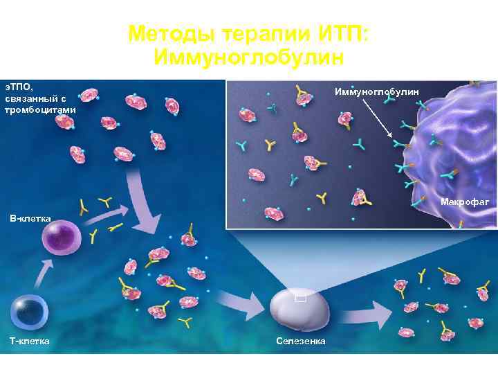  Методы терапии ИТП: Иммуноглобулин э. ТПО, Иммуноглобулин связанный с тромбоцитами Макрофаг В-клетка Т-клетка