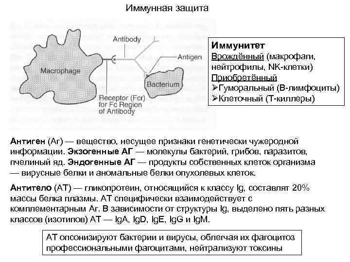Иммунная защита Иммунитет Врождённый (макрофаги, нейтрофилы, NK-клетки) Приобретённый ØГуморальный (В-лимфоциты) ØКлеточный (Т-киллеры) Антиген (Аг)