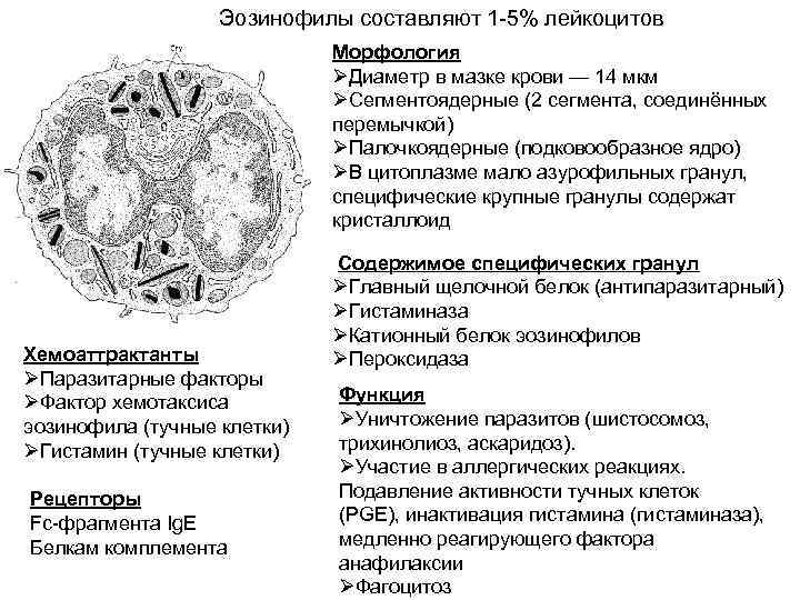 Эозинофилы составляют 1 -5% лейкоцитов Морфология ØДиаметр в мазке крови — 14 мкм ØСегментоядерные
