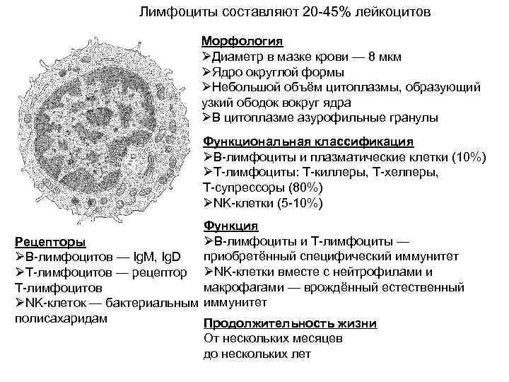 Лимфоциты составляют 20 -45% лейкоцитов Морфология ØДиаметр в мазке крови — 8 мкм ØЯдро