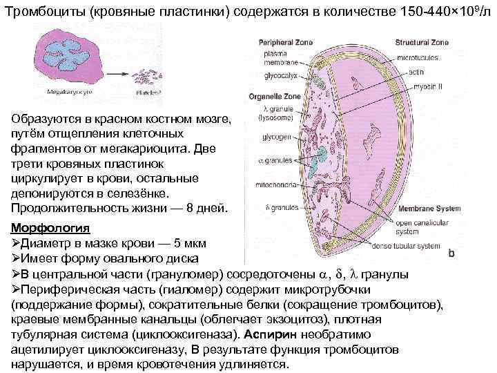 Тромбоциты (кровяные пластинки) содержатся в количестве 150 -440× 109/л Образуются в красном костном мозге,
