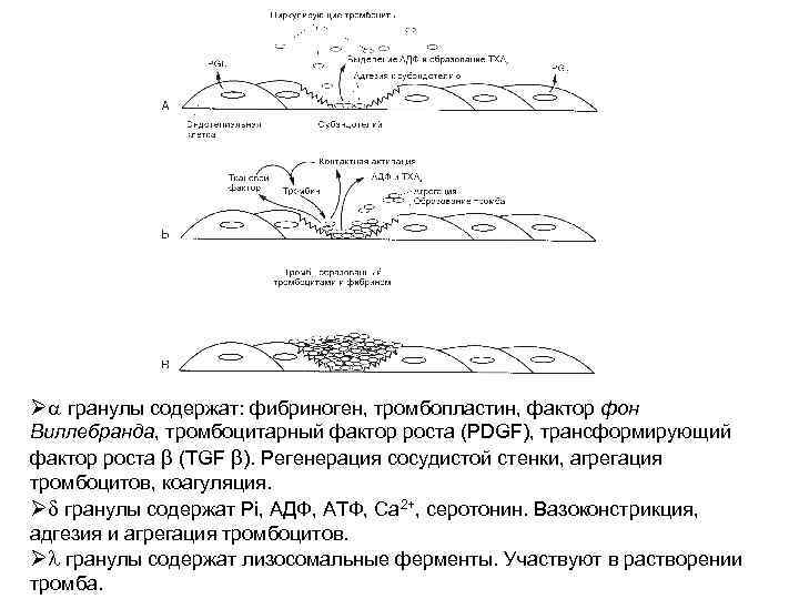 Фактор фон виллебранда