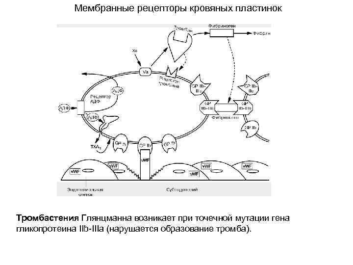 Мембранные рецепторы кровяных пластинок Тромбастения Глянцманна возникает при точечной мутации гена гликопротеина IIb-IIIa (нарушается