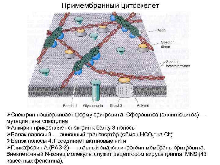 Примембранный цитоскелет ØСпектрин поддерживает форму эритроцита. Сфероцитоз (эллиптоцитоз) мутация гена спектрина ØАнкирин прикрепляет спектрин