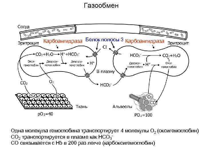 Контурная схема газообмена