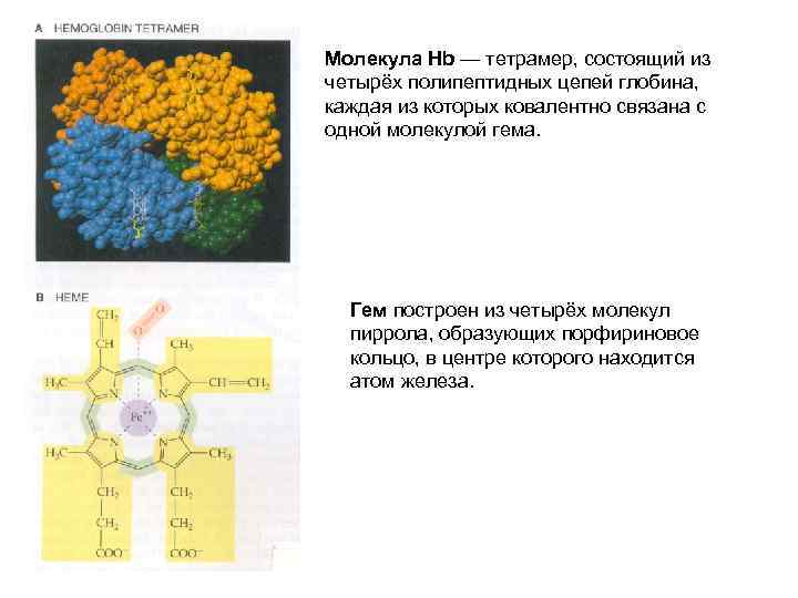 Молекула Hb — тетрамер, состоящий из четырёх полипептидных цепей глобина, каждая из которых ковалентно