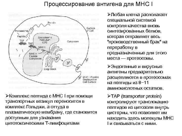 Схема процессинга антигена мнс 1