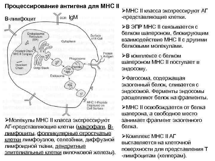 Процессирование антигена для МНС II В-лимфоцит Ig. M ØМНС II класса экспрессируют АГ -представляющие