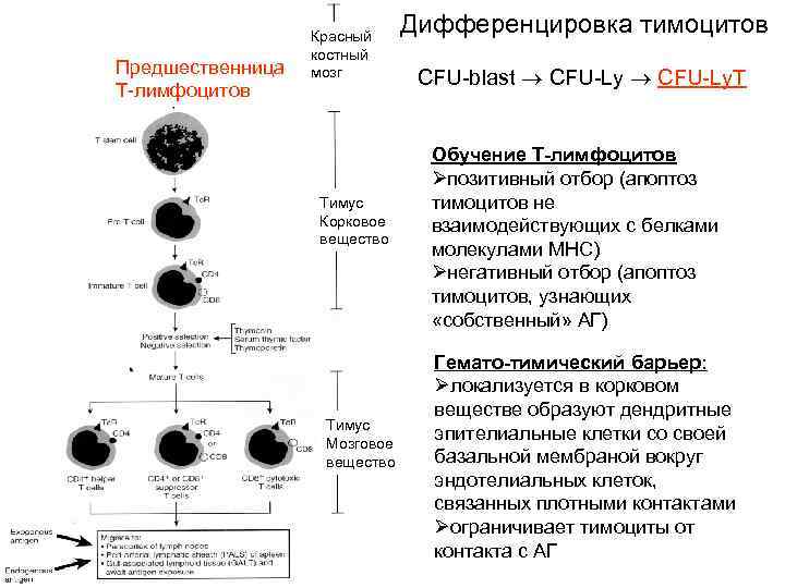 Предшественница Т-лимфоцитов Красный костный мозг Тимус Корковое вещество Тимус Мозговое вещество Дифференцировка тимоцитов CFU-blast