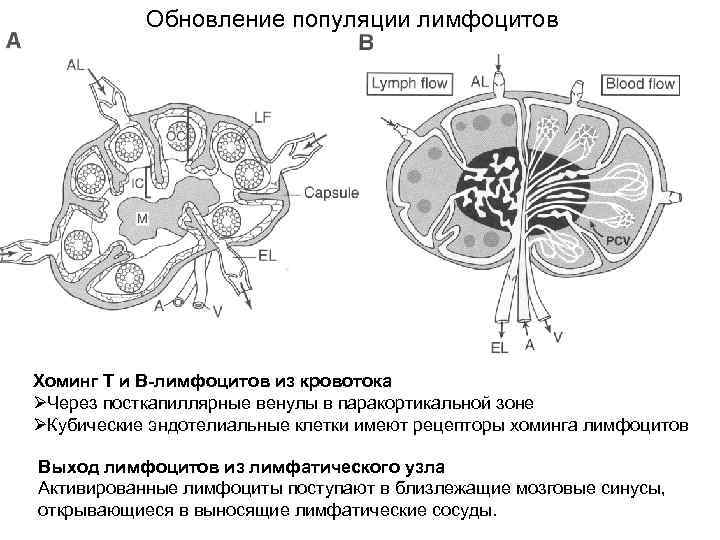 Популяции лимфоцитов. Локализация т лимфоцитов в лимфатических узлах. Популяции b лимфоцитов. Зоны лимфатического узла.