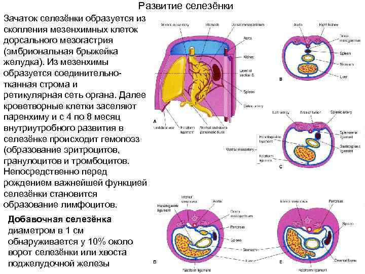 В состав какой системы органов входит селезенка. Эмбриональные источники развития селезенки. Развитие селезенки гистология. Эмбриональное развитие селезенки. Источник развития селезенки гистология.