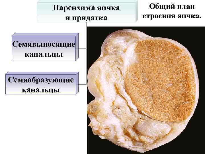 Паренхима яичка и придатка Семявыносящие канальцы Семяобразующие канальцы Общий план строения яичка. 