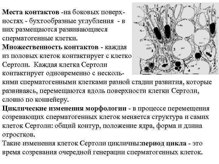 Клетки Сертоли Места контактов -на боковых поверх. Связь со сперматогенными клетками ностях - бухтообразные