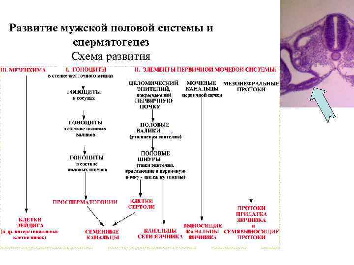 Развитие мужской половой системы и сперматогенез Схема развития 
