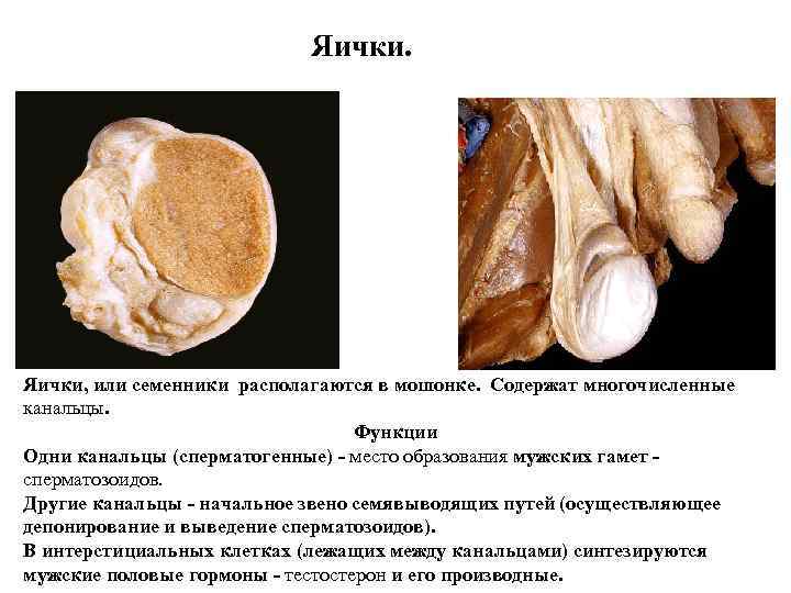  Яички, или семенники располагаются в мошонке. Содержат многочисленные канальцы. Функции Одни канальцы (сперматогенные)
