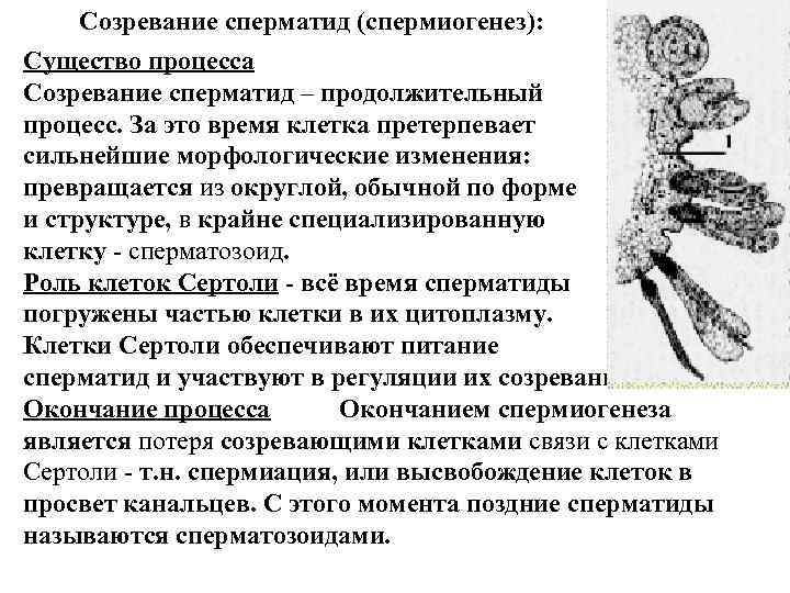 Созревание сперматид (спермиогенез): общие сведения Существо процесса Созревание сперматид – продолжительный процесс. За это