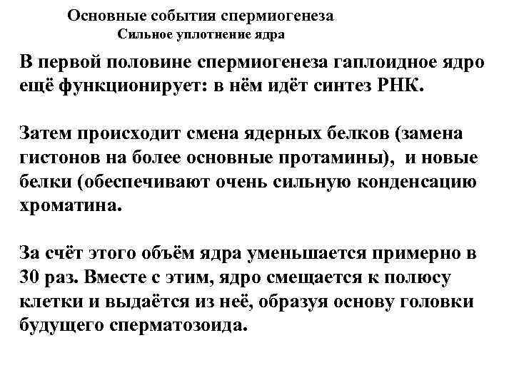 Основные события спермиогенеза Сильное уплотнение ядра В первой половине спермиогенеза гаплоидное ядро ещё функционирует: