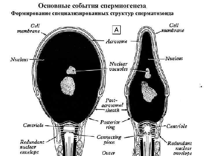 Основные события спермиогенеза Формирование специализированных структур сперматозоида Акросома Начиная с ранних сперматид, возле ядра