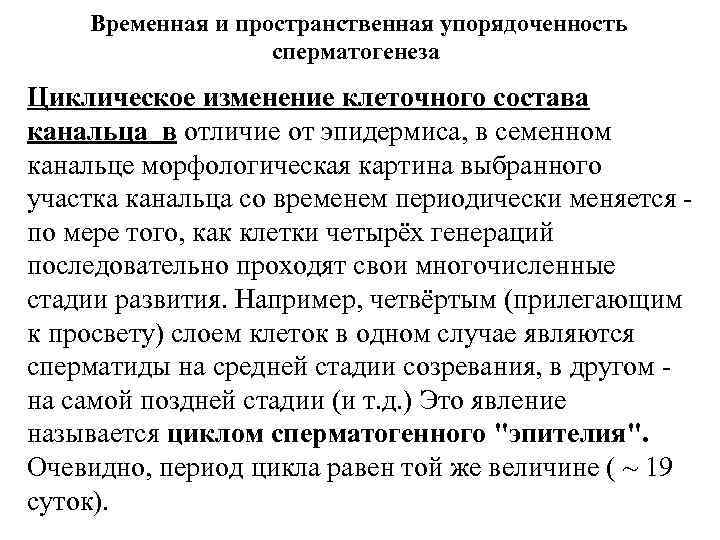 Временная и пространственная упорядоченность сперматогенеза Циклическое изменение клеточного состава канальца в отличие от эпидермиса,