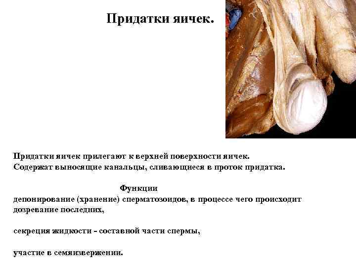  Придатки яичек прилегают к верхней поверхности яичек. Содержат выносящие канальцы, сливающиеся в проток