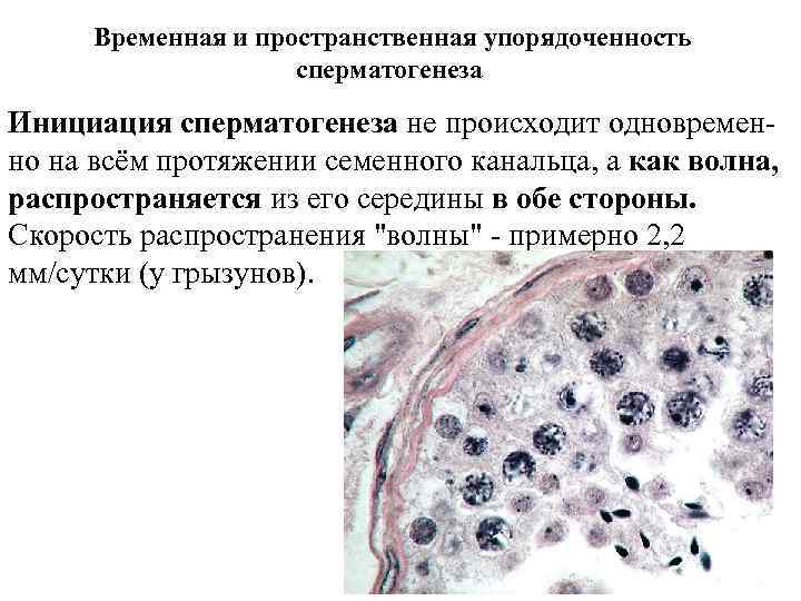 Временная и пространственная упорядоченность сперматогенеза Инициация сперматогенеза не происходит одновременно на всём протяжении семенного