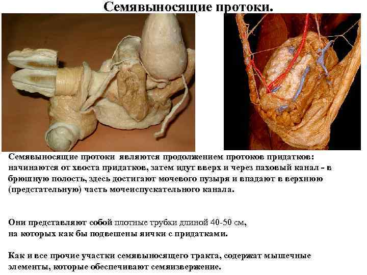 Семявыносящие протоки. Семявыносящие протоки являются продолжением протоков придатков: начинаются от хвоста придатков, затем идут