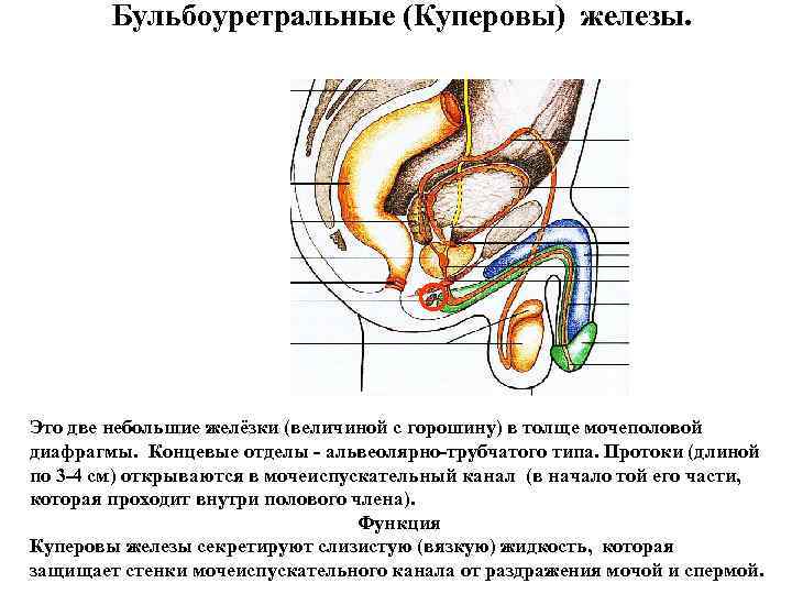 Куперовы железы фото