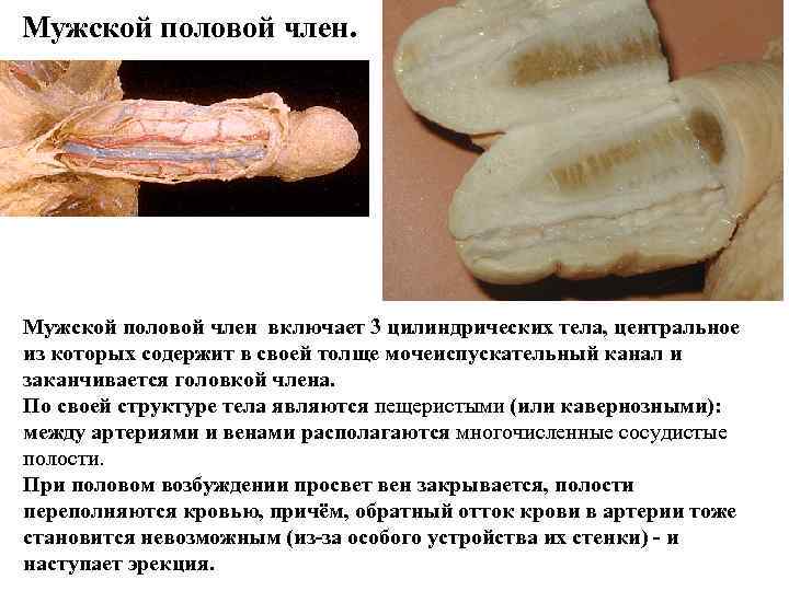 Мужской половой член. Мужской половой член включает 3 цилиндрических тела, центральное из которых содержит