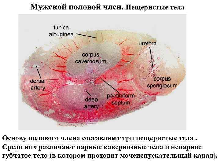 Как выглядит мужской половой орган фото