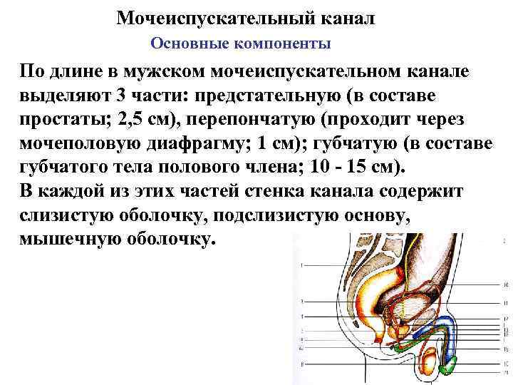 Мочеиспускательный канал Основные компоненты По длине в мужском мочеиспускательном канале выделяют 3 части: предстательную