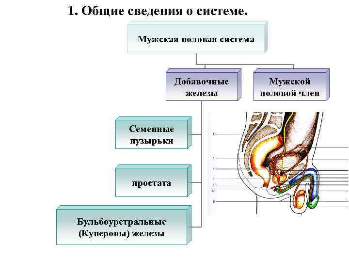 Мужская полова система. Мужская половая система железы. Добавочные железы мужской половой системы: строение, функции.. Мужская половая система семенные пузырьки. Мужская половая система бульбоуретральная железа.