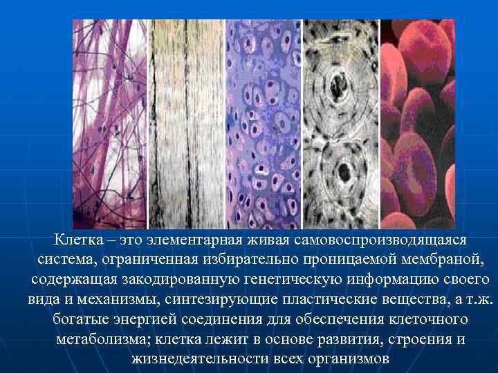 Клетка – это элементарная живая самовоспроизводящаяся система, ограниченная избирательно проницаемой мембраной, содержащая закодированную генетическую