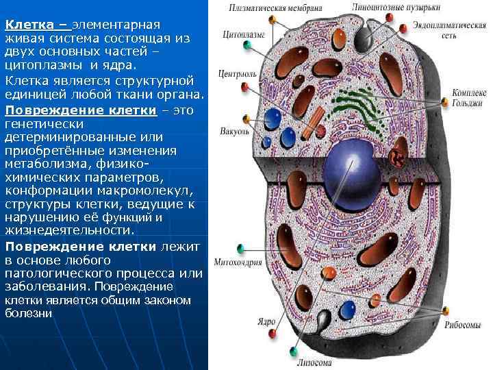Клетка – элементарная живая система состоящая из двух основных частей – цитоплазмы и ядра.
