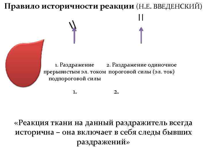Правило историчности реакции (Н. Е. ВВЕДЕНСКИЙ) 1. Раздражение 2. Раздражение одиночное прерывистым эл. током