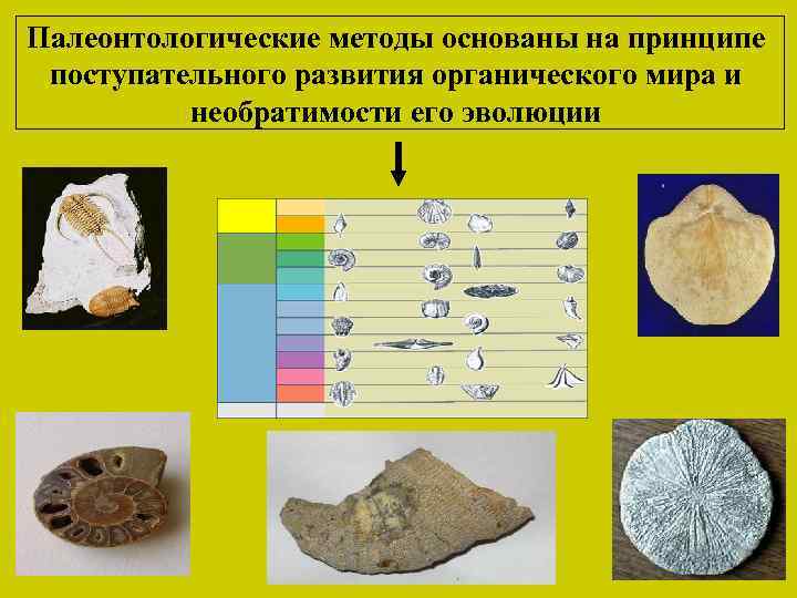 Какая группа доказательств эволюции живой природы изображена на рисунке 1 палеонтологические