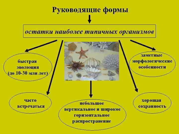 Руководящие формы остатки наиболее типичных организмов заметные морфологические особенности быстрая эволюция (до 10 -30