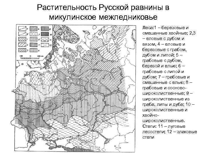Растительность Русской равнины в микулинское межледниковье Леса: 1 – березовые и смешанные хвойные; 2,