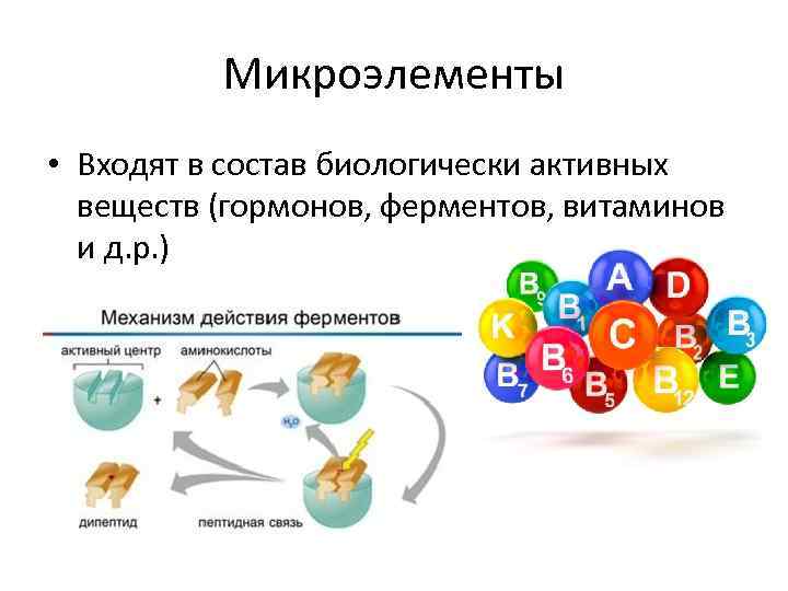 Микроэлементы • Входят в состав биологически активных веществ (гормонов, ферментов, витаминов и д. р.