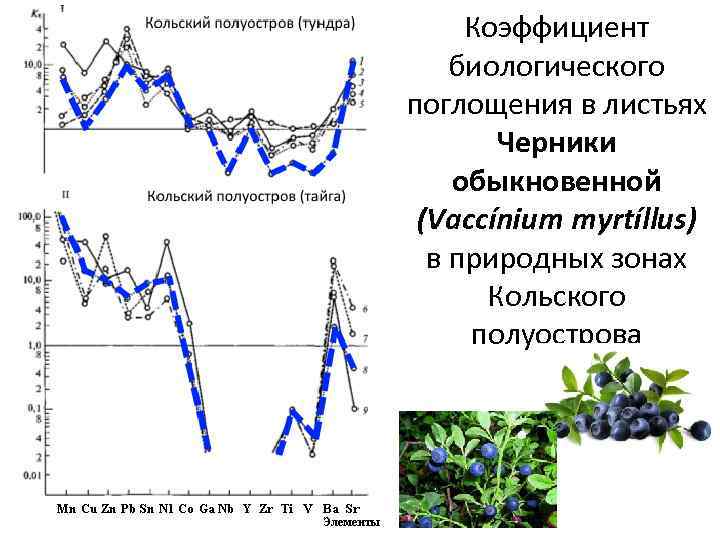 Коэффициент биологического поглощения в листьях Черники обыкновенной (Vaccínium myrtíllus) в природных зонах Кольского полуострова